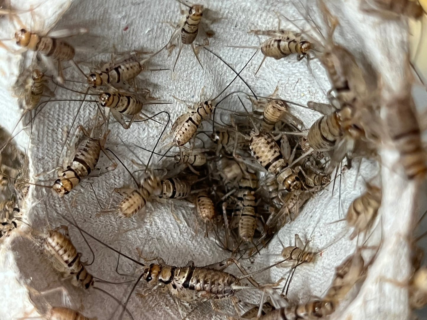 Medium/Large (3/8" - 3/4") Crickets