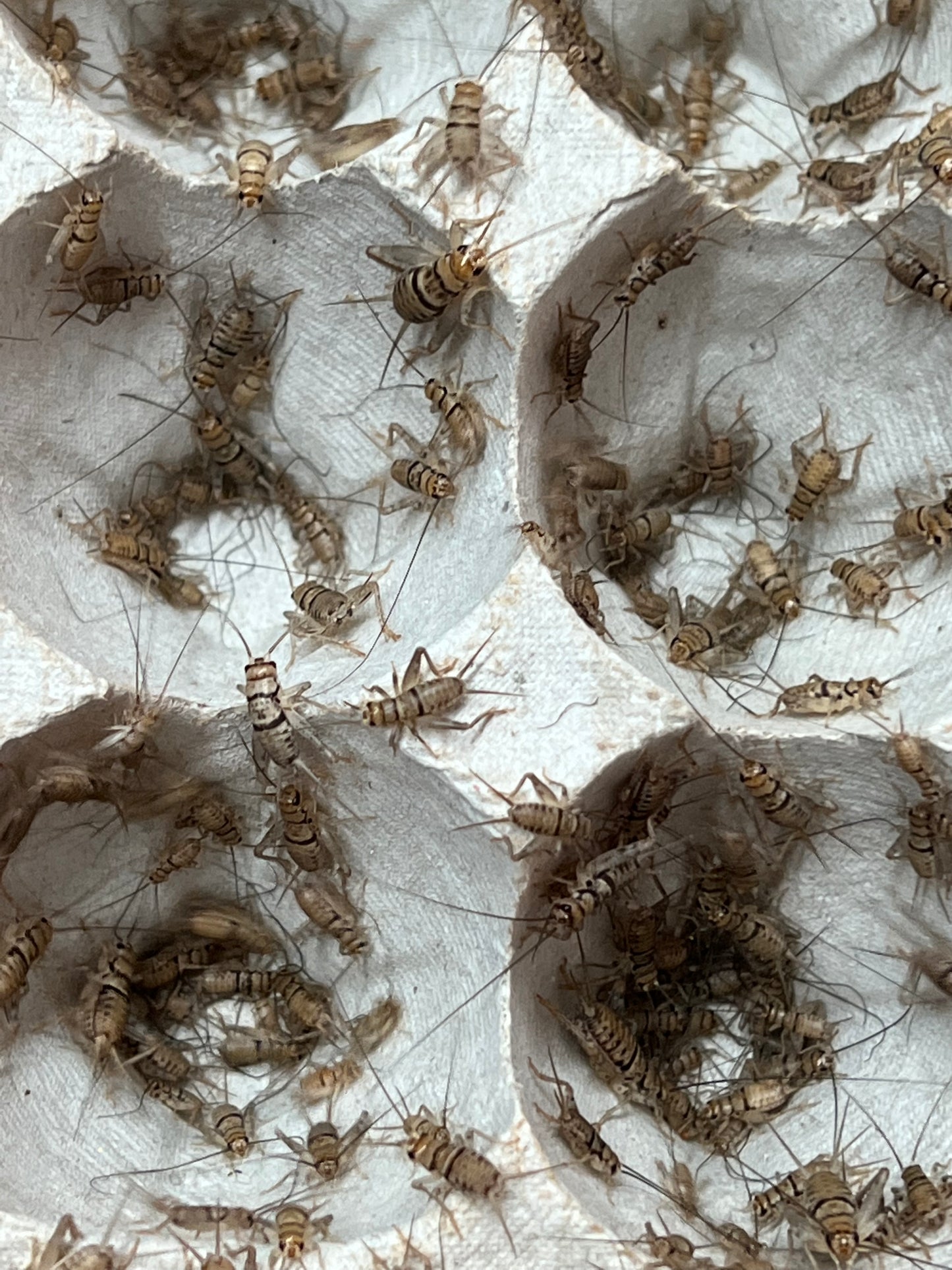 Small (1/8" - 1/4") Crickets