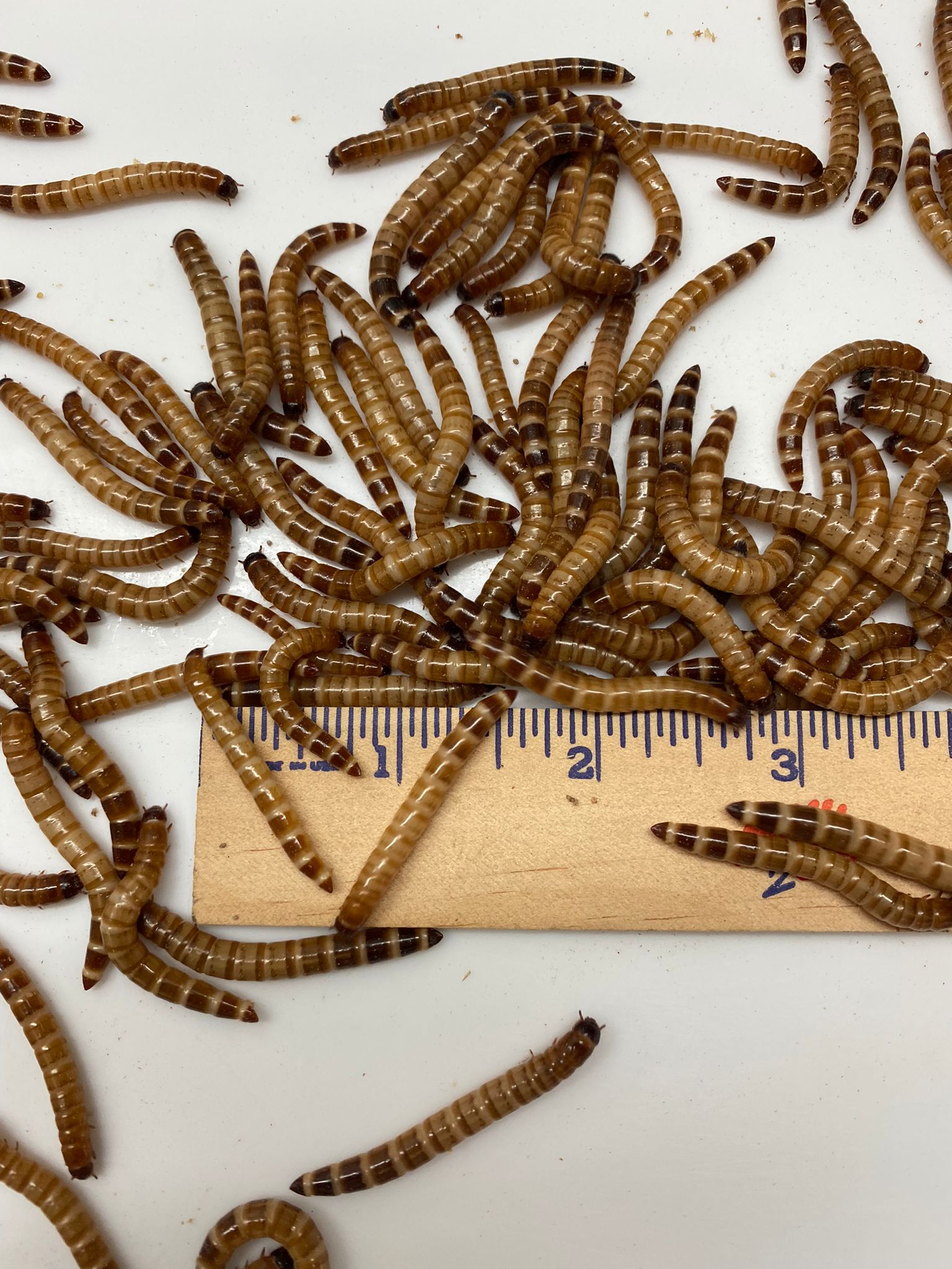 Superworms – Caribbean Mealworms