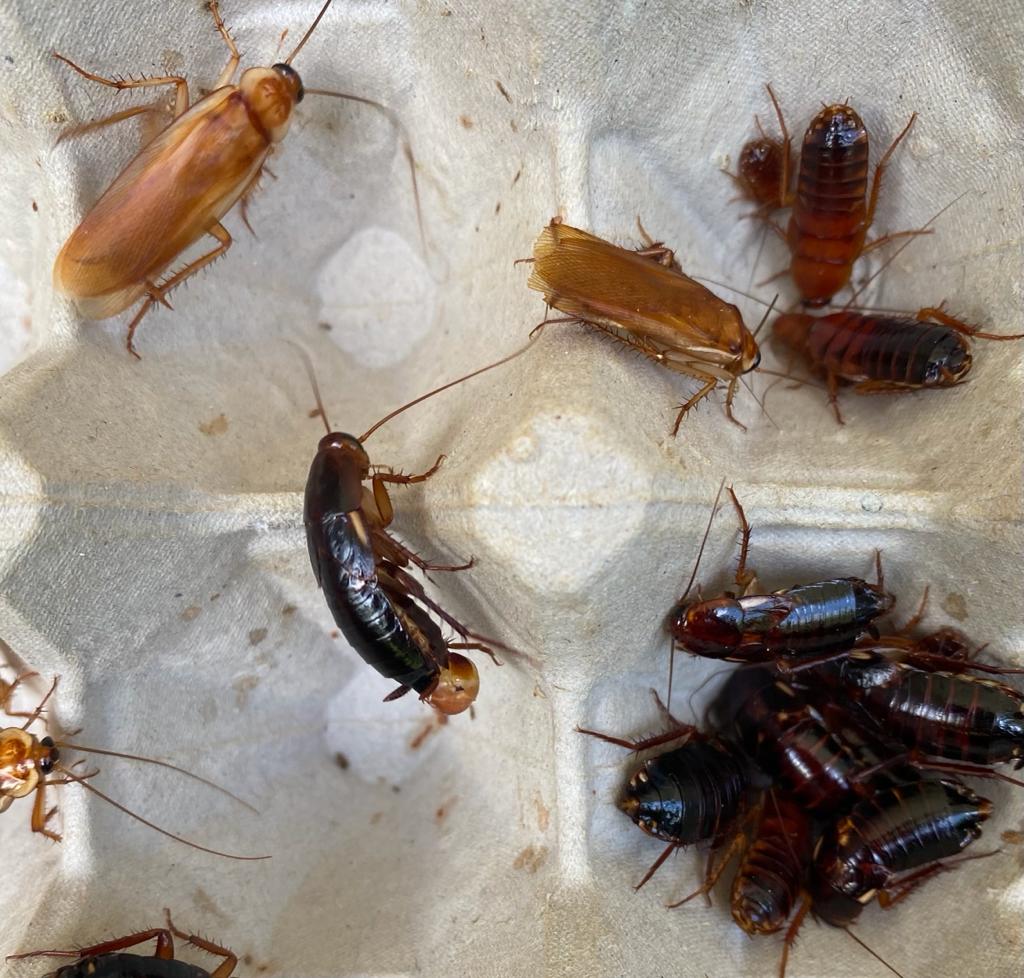 Red Runners – Caribbean Mealworms