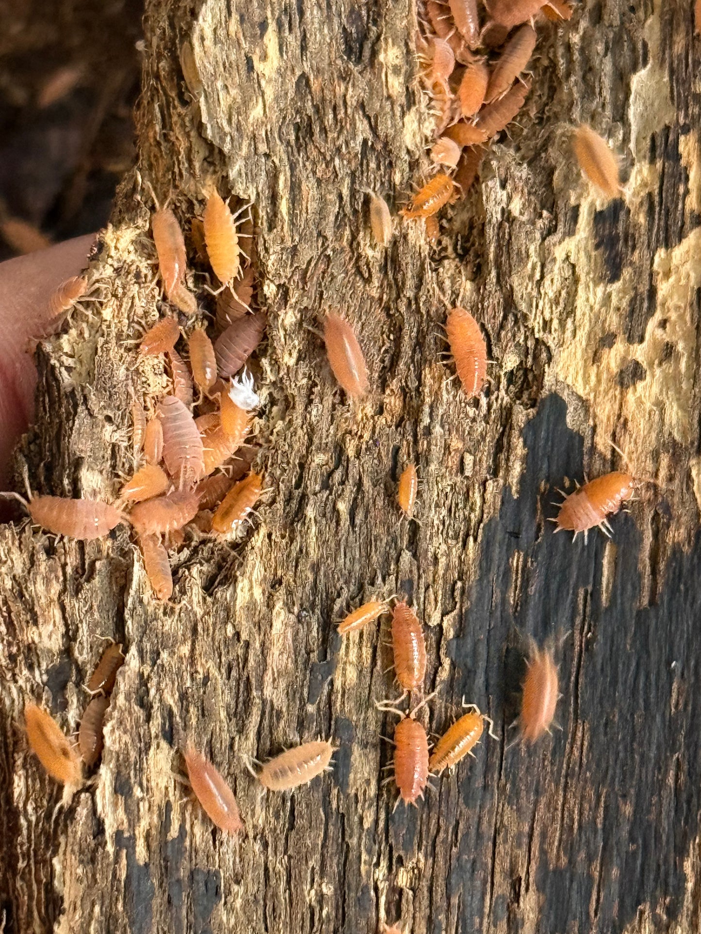Powder Orange Isopods