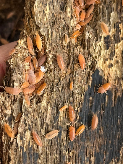 Powder Orange Isopods