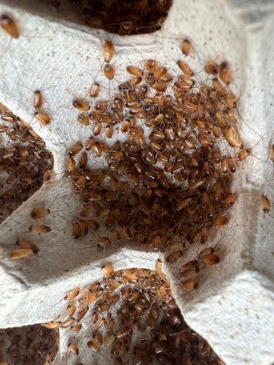 Nymph/Small Red Runners
