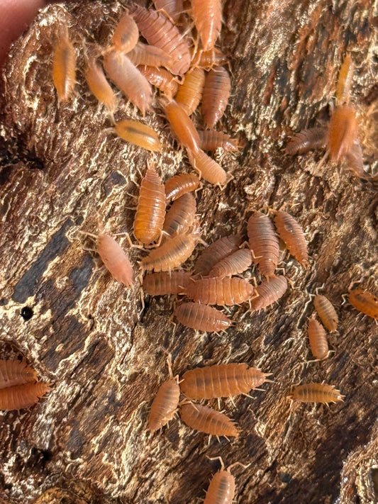Powder Orange Isopods
