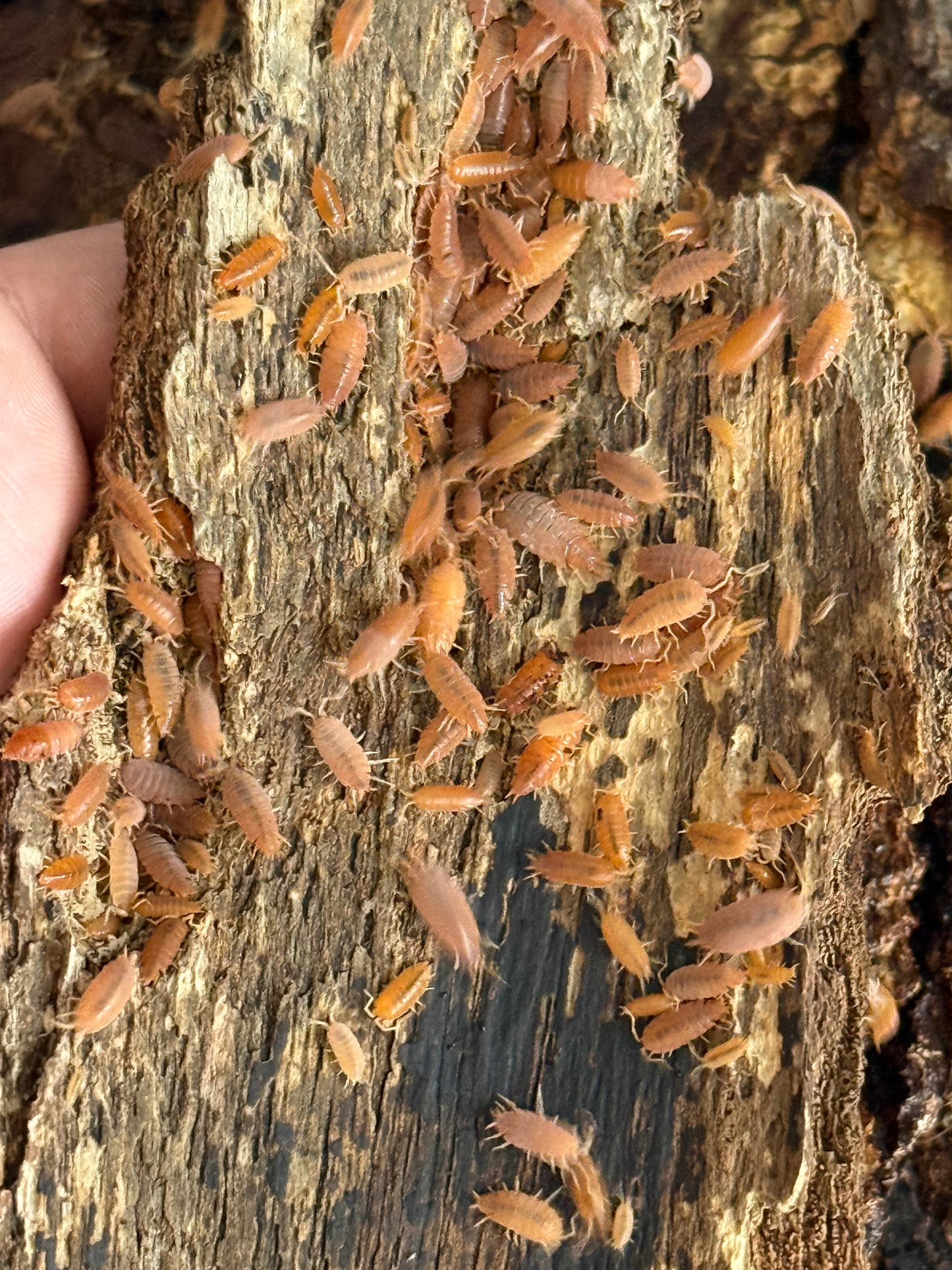 Powder Orange Isopods