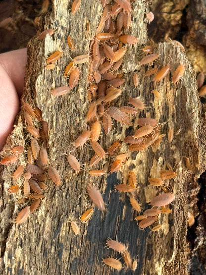 Powder Orange Isopods
