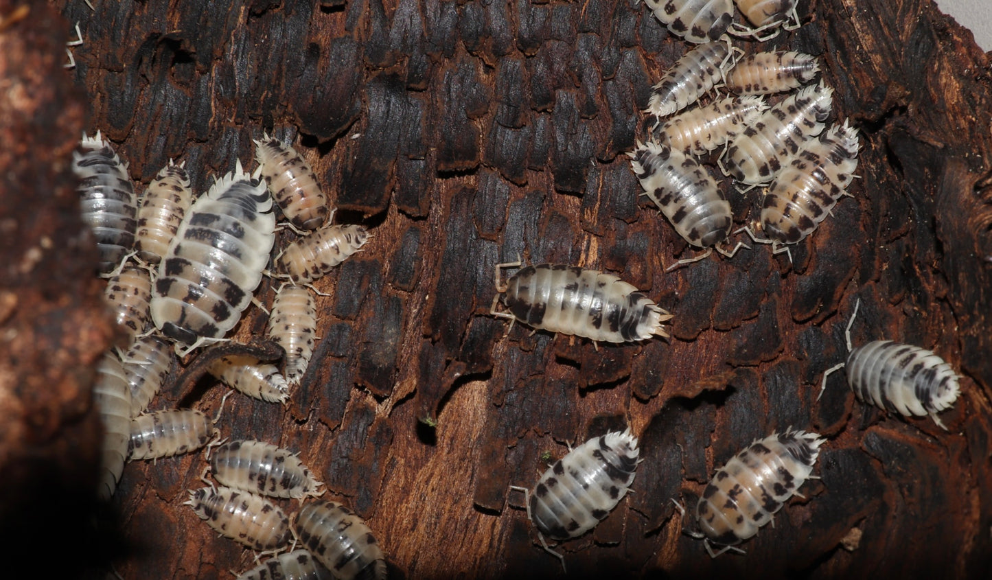 Porcellio laevis "Dairy Cow" Isopods