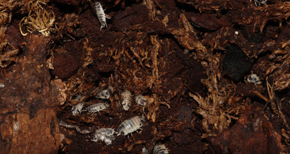 Porcellio laevis "Dairy Cow" Isopods