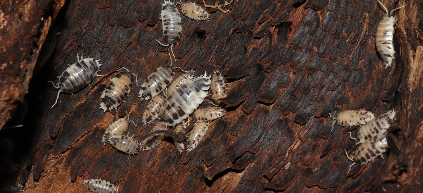 Porcellio laevis "Dairy Cow" Isopods