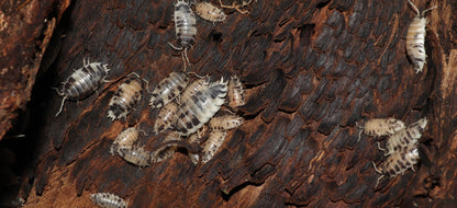 Porcellio laevis "Dairy Cow" Isopods