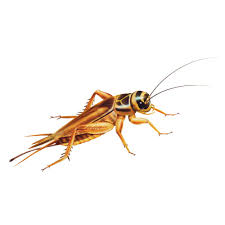 Large (3/4"-1") Crickets