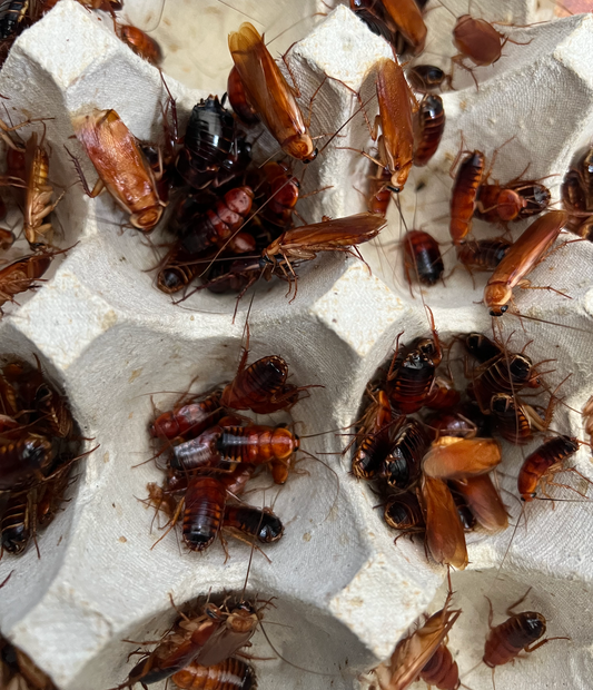 Red Runner Nymphs Ruler Red Runners – Caribbean Mealworms